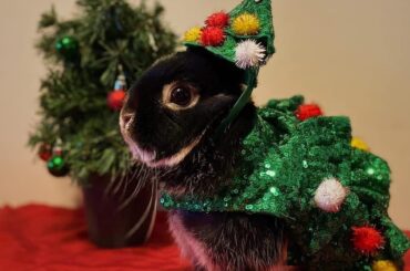 Merry Christmas to you and yours! From Sesame ❤️