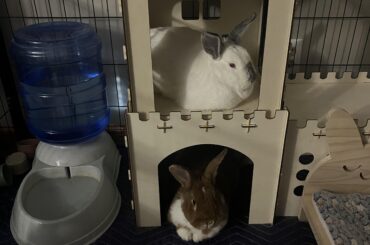 My new bunnies 🐰🐰❤️