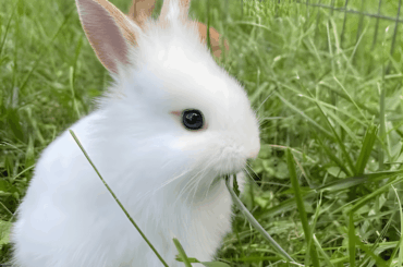 My bunny looks like a soft snowball, but trust me—he takes his snacking very seriously.