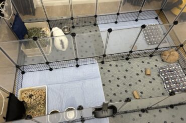 Bonding tips for a new 10 week old bunny with a 4 year old bunny I’ve had for a year?