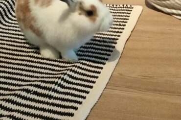 A lot of u asked why he is in cage, so here is a picture of him out of it!