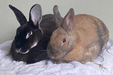 Lord Alfred Albert Hirtle-Riddell and Lady Miss Lady Bellissima Juniper Jenny