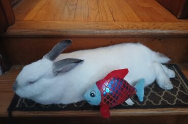 The good boy and his fish