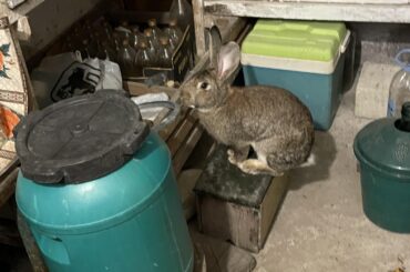 What rabbit is this