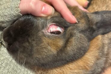 pink stripe on old lady rabbits eye