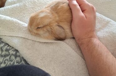New bunny , need advice