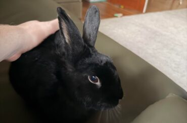 Old rabbits and little babies make the best of friends.