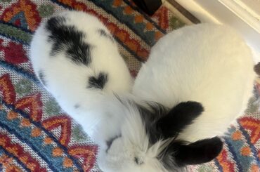 Can you teach an old bunn new tricks?