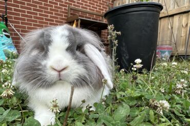 Why is my bunny ungrateful 😞