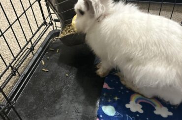 This is my lion head rabbit, she’s 1.