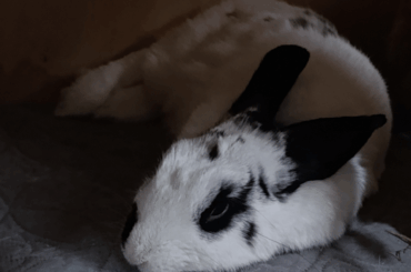 🐇 or 🥐?