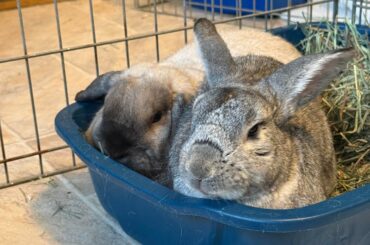 Tips for a bun with no teefers?