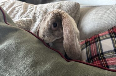 Holland lop , first bunny