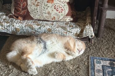 Occasionally Willow likes to give me a heart attack