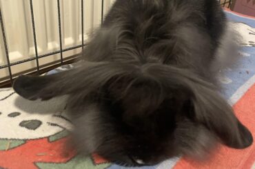 Fell asleep while having her hair brushed 🥹🥹🥹