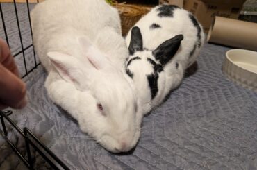 Bunny "carpet" options