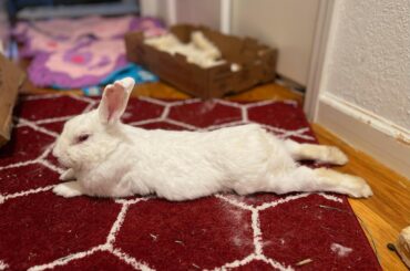 Looking for fosters in the SF Bay Area for the holidays! 🎄🎁