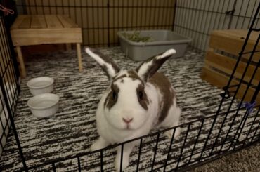 Rest in Peace Sweet Milo