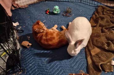 Rabbit hates one of my 2 cats