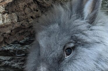 Not to be dramatic but I would die for him