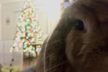 Charlotte wishes everybody a Merry Christmas!