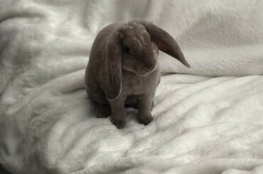 How do I get her to stop peeing on my bed