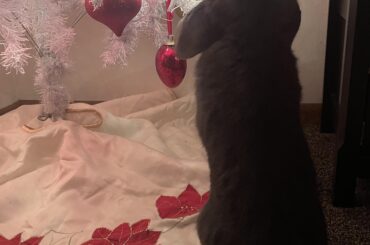 Blueberry’s entering  pre entering surgery nerves