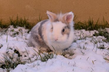 We haven't had snow for years, and it came right for Christmas, my rabbits enjoyed it !