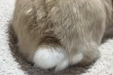 Cotton tail