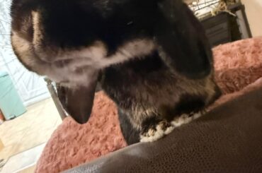 Would my Bunny (Cinnamon) be ok if I were to get him neutered ?