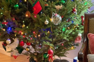 He likes hiding behind the tree