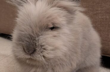 Is he *really* a bun??