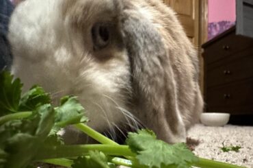 The very last thing a bunch of cilantro sees…..