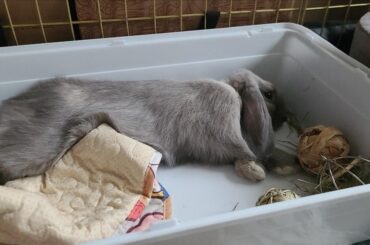 Is flopping a sign of happiness? If yes Simon is very happy