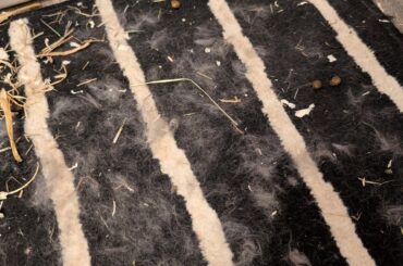 Rabbits potentially fighting - advice please.