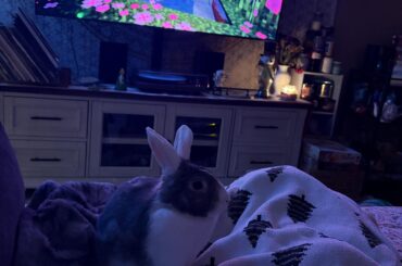 Cozy nights with bun ☕️📖