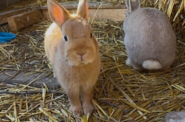 Teddy protecting his precious stick