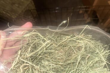 Can anyone tell what kind of hay this is by looking at it?