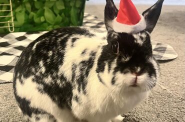 Pepper wants to wish everyone a merry Christmas!
