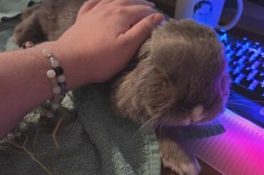 she flopped into my hand