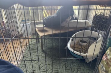 New Rabbit Parent. Tips n Trix pt2