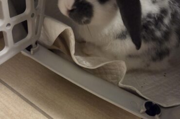 Hello Im new, and I just got her😭😭, she's Chloe