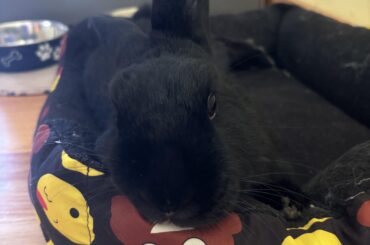 have to leave my rabbit for a little while, what should i do?