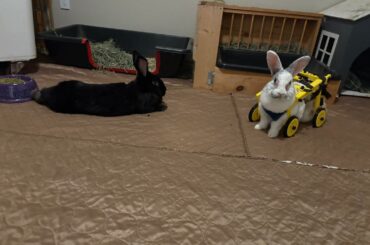 Juniper has wheels!