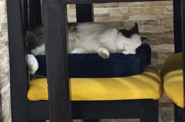 Sleepy Bun