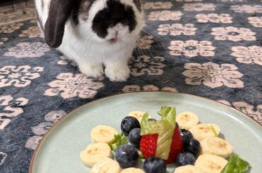 Jelly’s gotcha day!