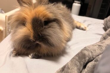 Butters laying weird or just a bit of a belly