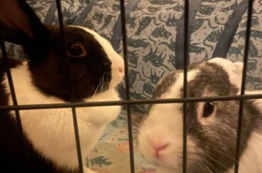 Foster Bunny Questions