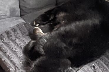 Anyone else’s bun give them a heart attack sometimes?