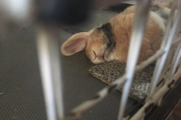 Charlotte’s sleepy time